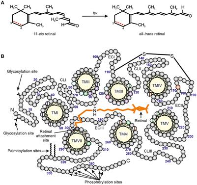 The Evolution of Amphibian Photoreception